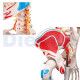 Human Skeleton To 13 With Cover